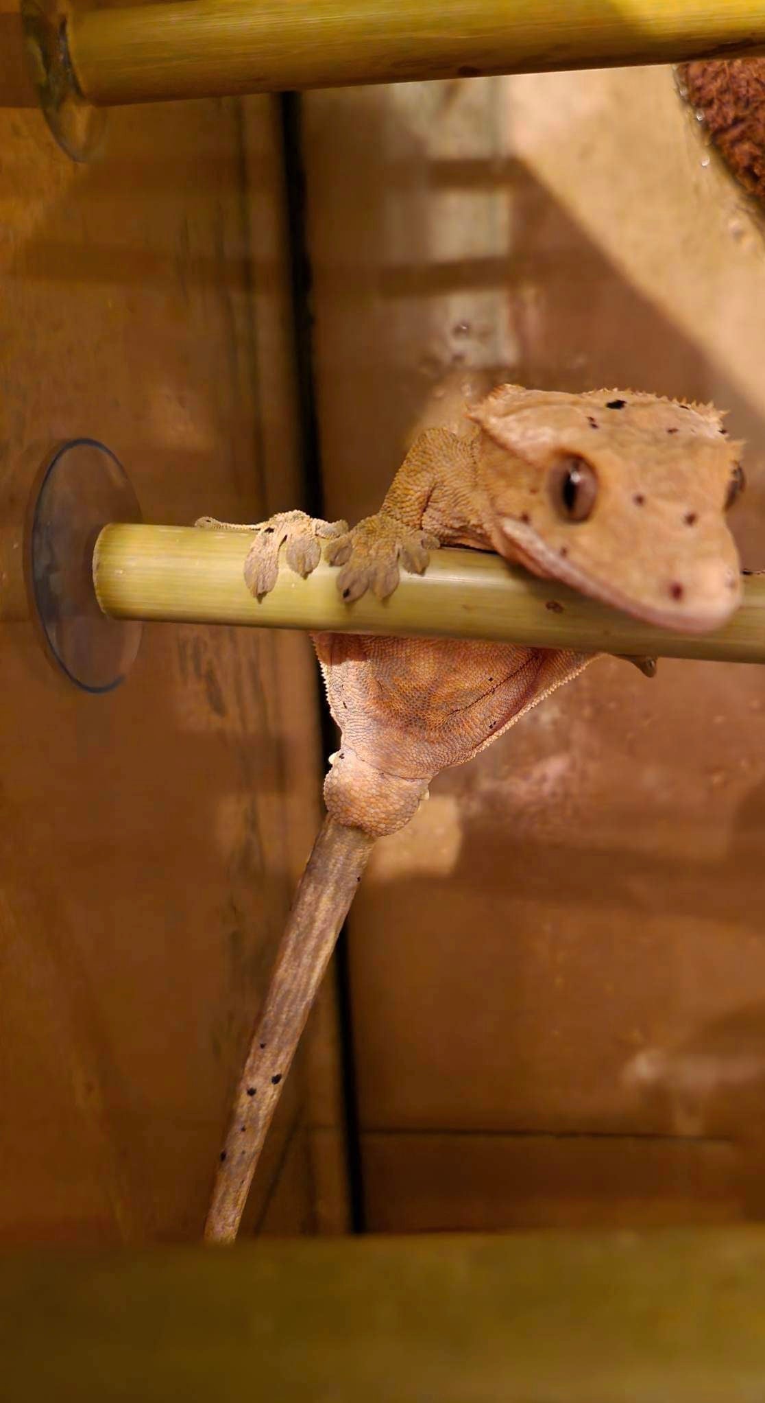 Natural Real Bamboo 30cm 45cm 60cm options Perch Ledge Reptiles Vivariums Enclosure Gecko Lizards With Suction Lengths 4 Pack