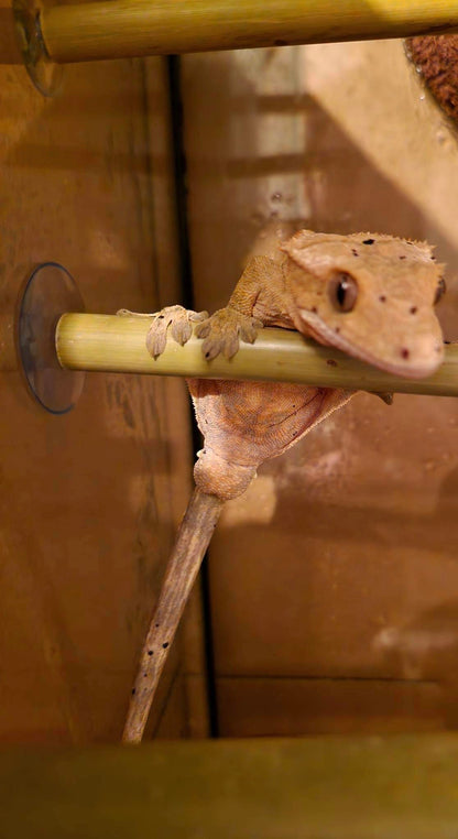 Natural Real Bamboo 30cm 45cm 60cm options Perch Ledge Reptiles Vivariums Enclosure Gecko Lizards With Suction Lengths 4 Pack