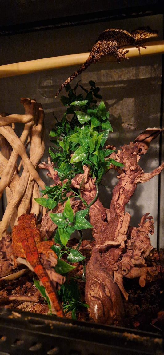 Natural Real Bamboo 30cm 45cm 60cm options Perch Ledge Reptiles Vivariums Enclosure Gecko Lizards With Suction Lengths 4 Pack