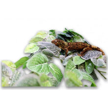 Load image into Gallery viewer, Pangea Hanging Bush 24&#39;&#39; - Fittonia
