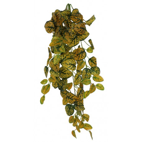 Pangea Leafy Vine Japanese Laurel  6ft